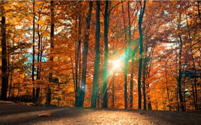 Konkurs Foto  „Jesień w obiektywie” został rozstrzygnięty!