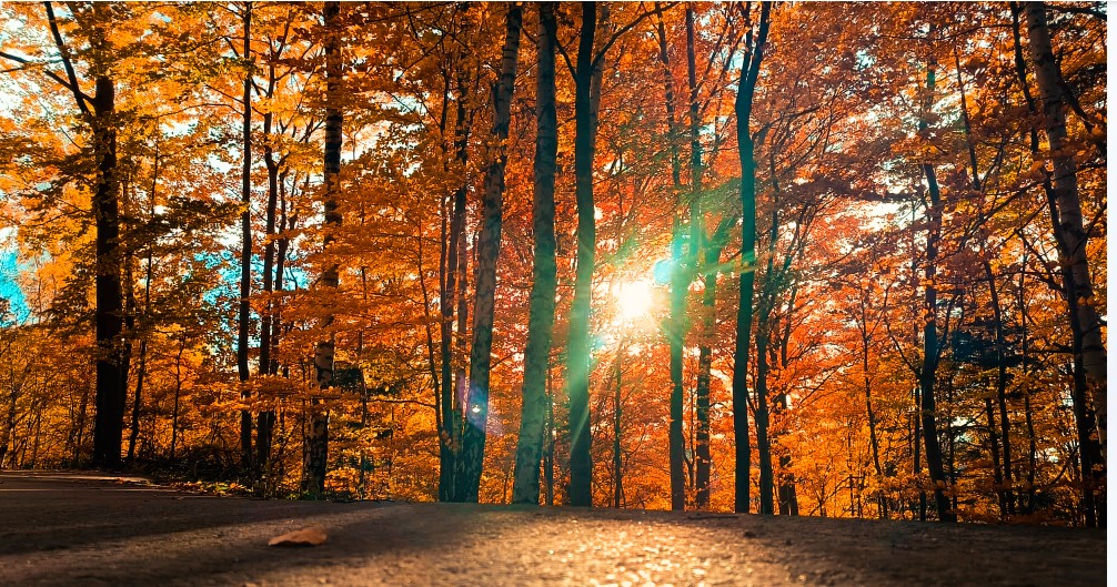 Konkurs Foto  „Jesień w obiektywie” został rozstrzygnięty!